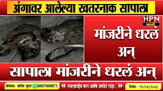 अंगावर आलेल्या खतरनाक सापाला मांजरीने धरलं अन् । Viral Video । Hpn Marathi News