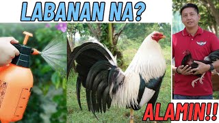 Pointing Tips : Kailan Dapat Basain Ang Manok Mo Sa Araw Ng Laban