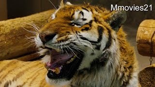 Amur Tiger　広い屋外に登場したアムールトラのタツオ