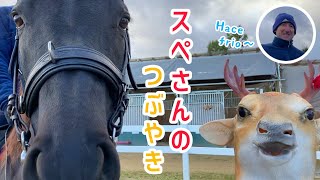 スペさんのつぶやき【元競走馬】ししょーといっしょ？