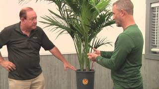 Plantz Profile Kentia Palm