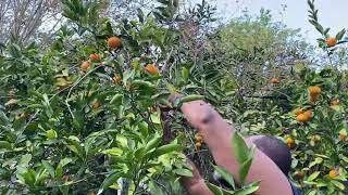 Satsumas and how to harvest them.