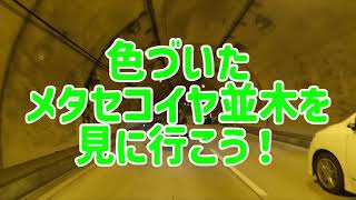 色づいたメタセコイヤ並木を見に行こう！