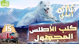 Aydi أمودّو 201  |  /  أيدي، كلب الأطلس المجهول ✅