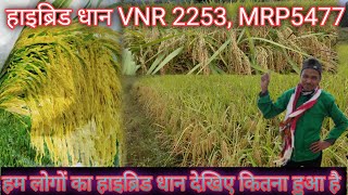 VNR2253MRP5477 हाइब्रिड धान // हम लोगों का हाइब्रिड धान कितना हुआ है देखिए