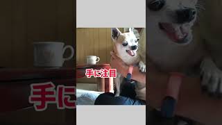 甘えてるの？怒ってるの？Gaugauお喋り？＃愛犬＃チワワ＃甘える＃ブチギレ＃Shorts