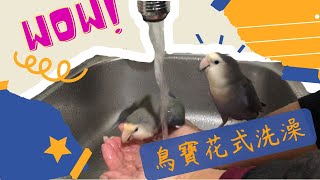 【鸚鵡】鳥寶飛比，皮皮花式洗澡！WHAT 竟然用水龍頭？