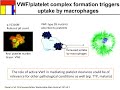 clearance of von willebrand factor