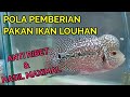 POLA PEMBERIAN PAKAN IKAN LOUHAN ANTI RIBET DAN HASIL MAKSIMAL