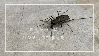 素人が適当にハンミョウ捕まえた