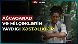 AĞCAQANAD VƏ MİLÇƏKLƏRİN YAYDIĞI XƏSTƏLİKLƏR - STV XƏBƏR