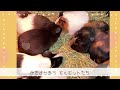 モルモット@宝登山小動物公園