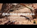 #23 இயேசுவே கல்வாரியில் | Jesus keep me near the Cross | Yesuvey Kalvariyil | Hymns | Paamaalaihal