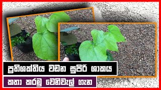 වෙනිවැල් | ප්‍රතිශක්තිය වඩන සුපිරි ශාකය. වෙනිවැල් ගැන කතා කරමු | Wenival Plant Sinhala