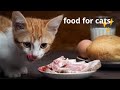 Human Foods that Are Actually Good for Cats