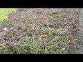 bearberry kinnikinnick seedlings at harvest treetime.ca