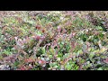 bearberry kinnikinnick seedlings at harvest treetime.ca