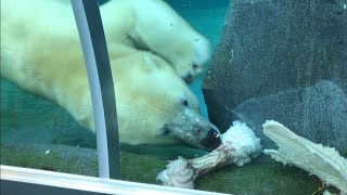 20200404:今日の円山動物園:ちょびっと