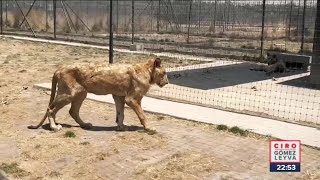 Así encontramos a los más de 200 felinos en santuario Black Jaguar-White Tiger | Ciro Gómez Leyva