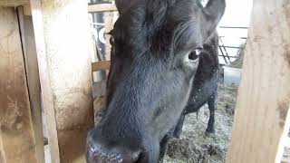 Morning milking with Ty and Jen , 1 nice cow 1 mean cow