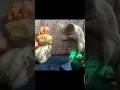 JURASSIC WORLD FALLEN KINGDOM THE MUSICAL MADE BY CLAY