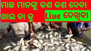 Fish eating time/ମାଛ ମାନଙ୍କ ଖାଇ ବା ଟାଇମ 👿👿@PFarming12 #fishing #krushakodisha #fish