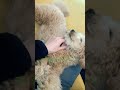 ぷーちゃんマッサージ♯ポメラニアン♯ポメプー♯トイプードル♯ミックス犬♯犬との暮らし♯犬好きと繋がりたい♯癒し♯可愛い♯モフモフ♯わんこ