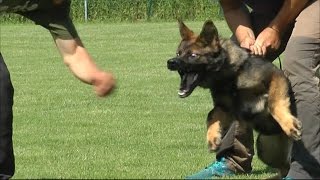 Oscar Katargo - 5mo old GSD puppy