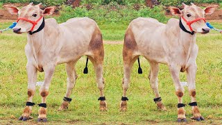 FARMER KALEEM TOP QUALITY HALLIKAR BULL CALF|BROWN SHADE YOUNG AND ENERGETIC HALLIKAR 🎉🔥💥 #HALLIKAR