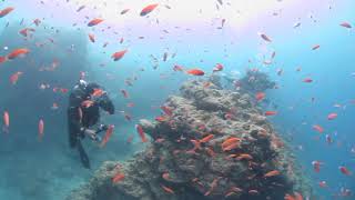 石垣島MOSSDIVERS　アカネハナゴイの群れに巻かれるぅ～♪