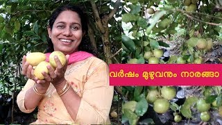 വർഷം മുഴുവൻ നാരങ്ങാ ഉണ്ടാകും നാരകം All Season lime Plant Tree Kerala