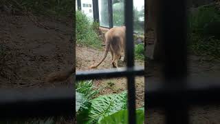 冷秋😀㉑ホワイトライオン・白獅子・リズムちゃん・沖縄こどもの国・・White_Lion・Okinawa Zoo \u0026 Museum(20221112)