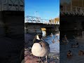 autumn ambience helsinki finland autumn fall beautiful goose