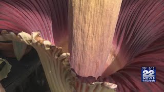 Corpse flower blooms at Mount Holyoke College