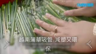 越南的蒲草吸管　減塑又環保