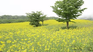 三ノ倉高原 菜の花畑 ライブカメラ （福島県喜多方市）5/23  10:00～16:00