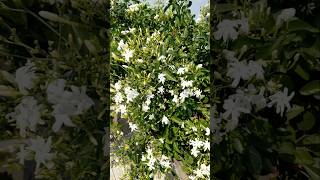 💥Jasmine flowers morning view so gorgeous 🥰🥰🥰#shorts #shortsfeed #youtubeshorts #viralvideo #reels