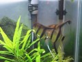 angelfish pair 2 spawning 3 .mov