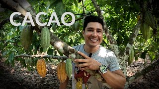 Descubre los secretos del cacao de Arauca: ¡todo sobre esta deliciosa variedad!