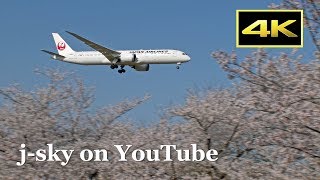 [4K] Cherry Blossoms and Airliner! JAL Boeing 787-9 [JA863J] at Tokyo Narita Airport / 成田空港 日本航空