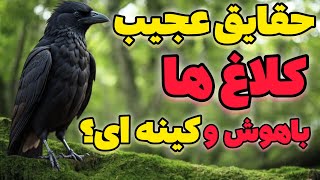 حقایق عجیب باهوش و کینه بودن کلاغ ها که باورتون نمیشه! چرا؟