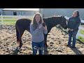 loveway s barn buddies episode 1 horse safety horse parts and grooming