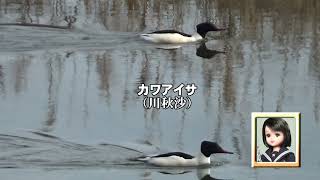 30秒の心象風景21029・頭を水没させて泳ぐ～カワアイサ～