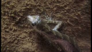 Water Anole Breathing Underwater