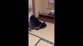 犬 体を畳でかく