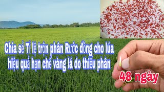 Bón phân rước đồng cho lúa om18 hè thu 48 ngày