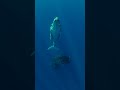 Humpback Whale Sounds Underwater #shorts