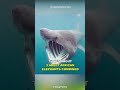 Basking Shark | The Giant Shark