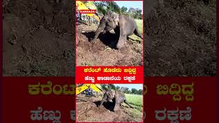 ಕರೆಂಟ್ ಹೊಡೆದು ಬಿದ್ದಿದ್ದ ಹೆಣ್ಣು ಕಾಡಾನೆಯ ರಕ್ಷಣೆ | *Shorts | Oneindia Kannada