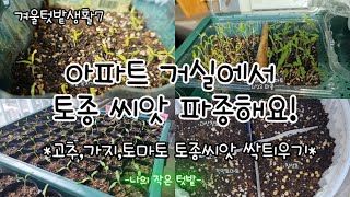 아파트 거실에서 토종 씨앗 파종해요!/  칠성초, 옥지기가지, 진안,괴산찰 토마토 씨앗 싹틔우고 포트에 옮겨 심었어요.